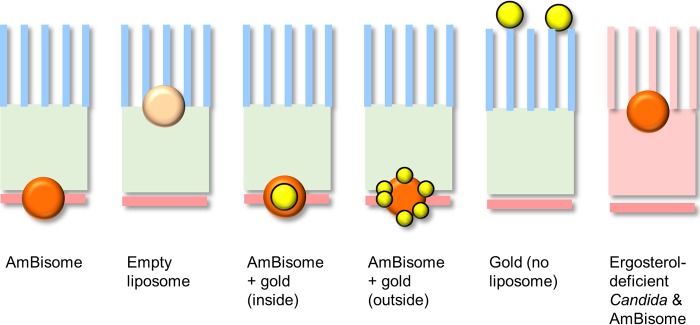 FIG 6 