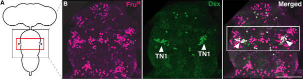 Figure 2