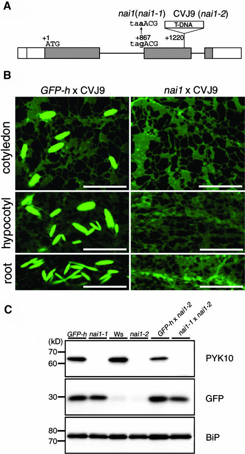 Figure 3.