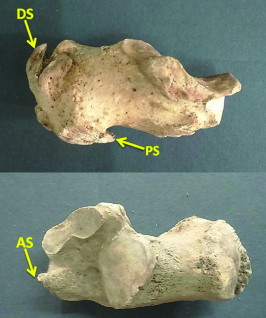 [Table/Fig-3]: