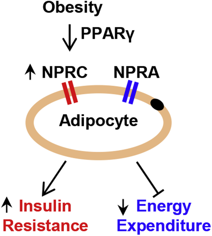 Figure 7