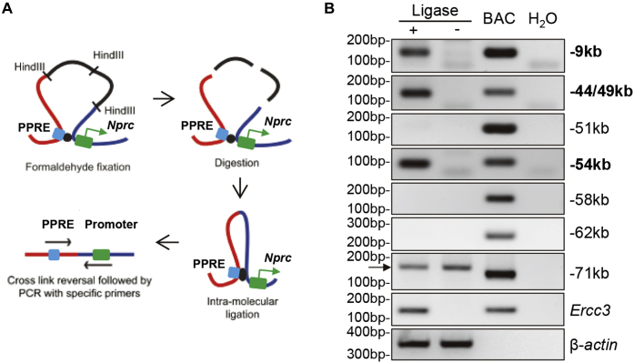 Figure 4