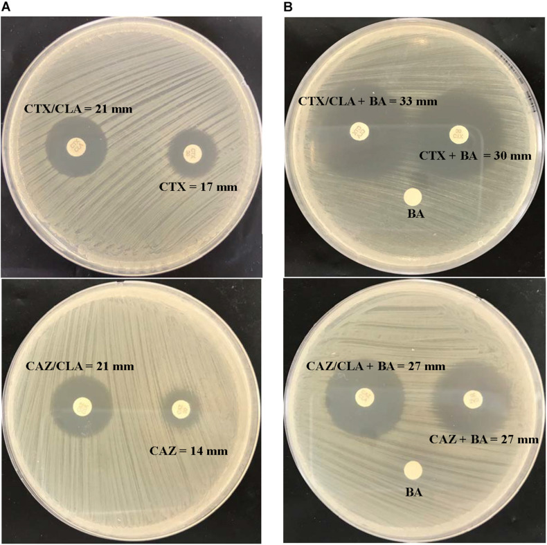 FIGURE 1