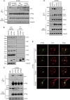 Fig 7