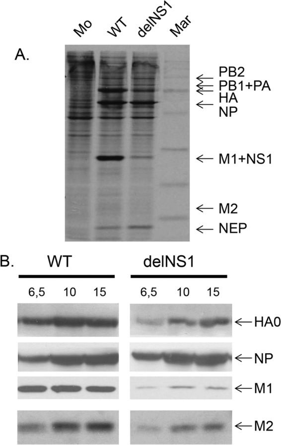 Fig 5