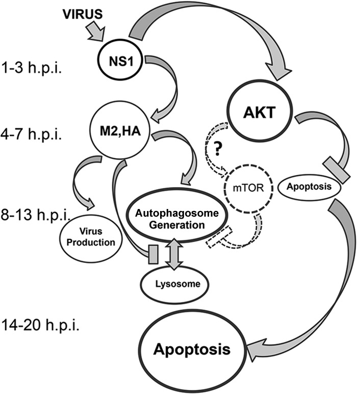 Fig 7