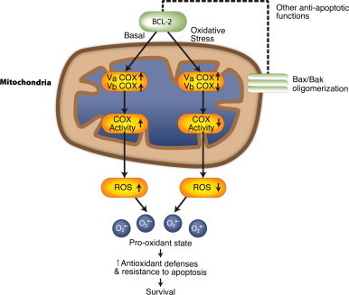 Fig. 12