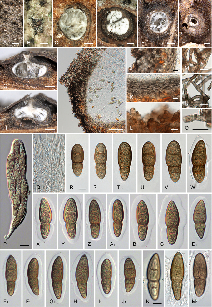 Fig. 14