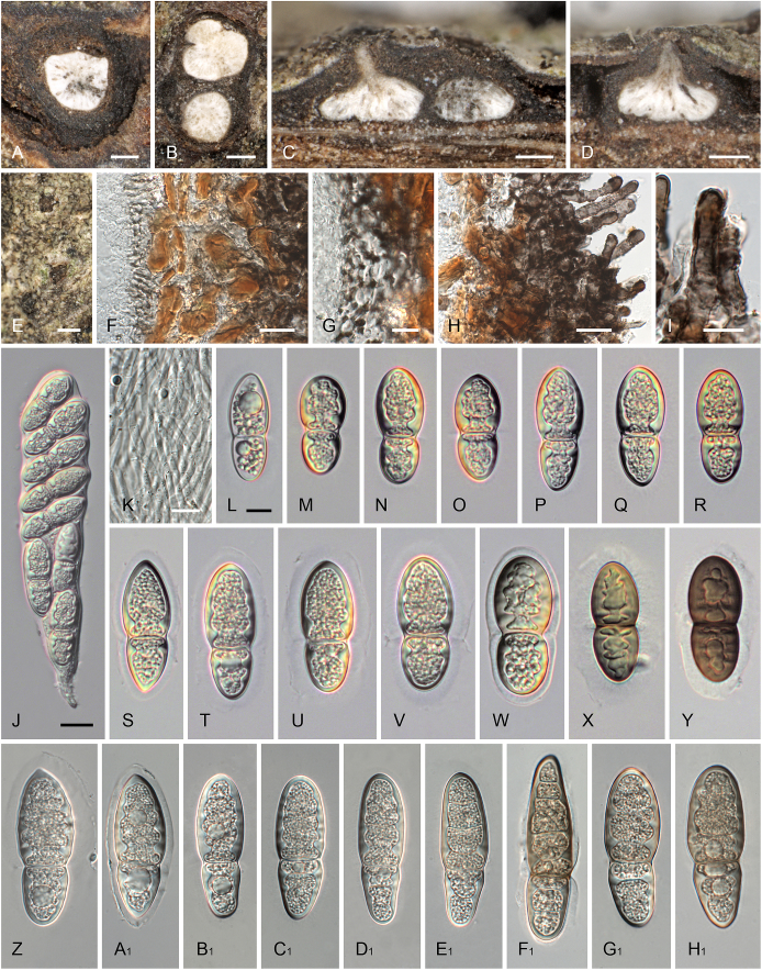 Fig. 10