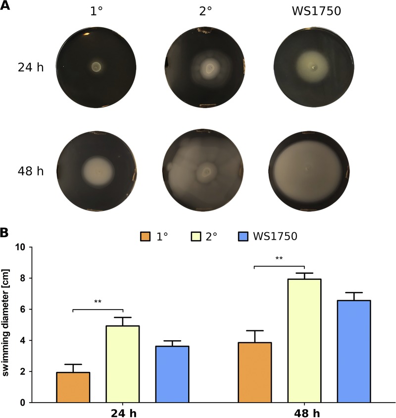 FIG 6