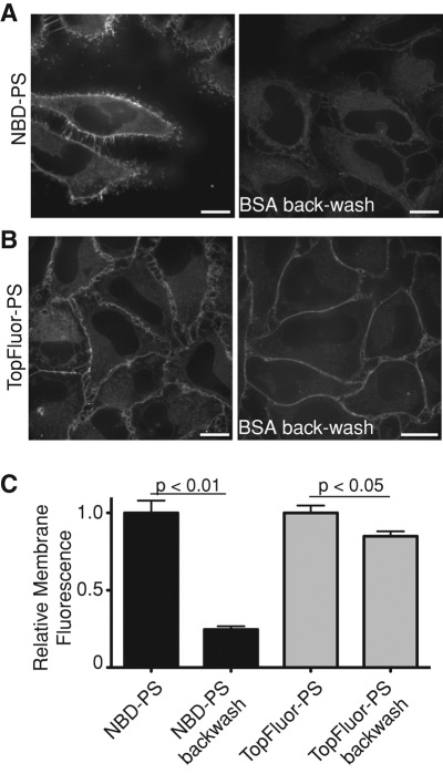 FIGURE 3: