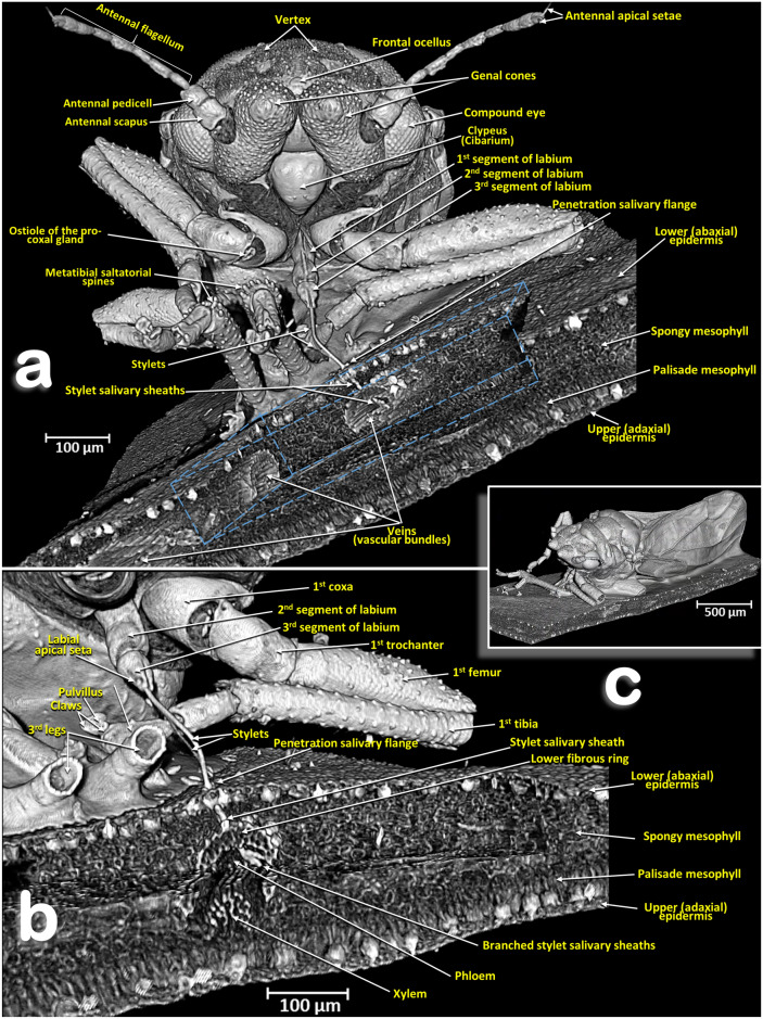 Figure 7