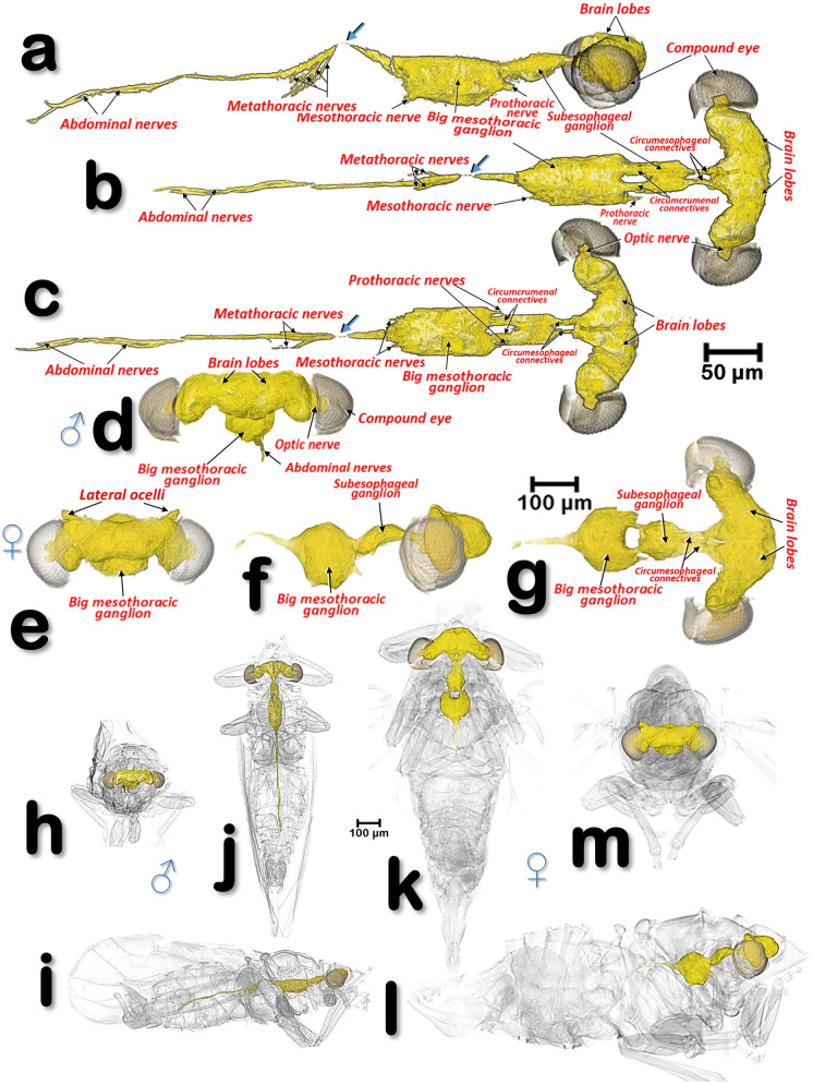 Figure 18