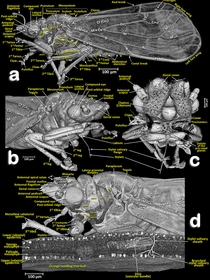 Figure 6