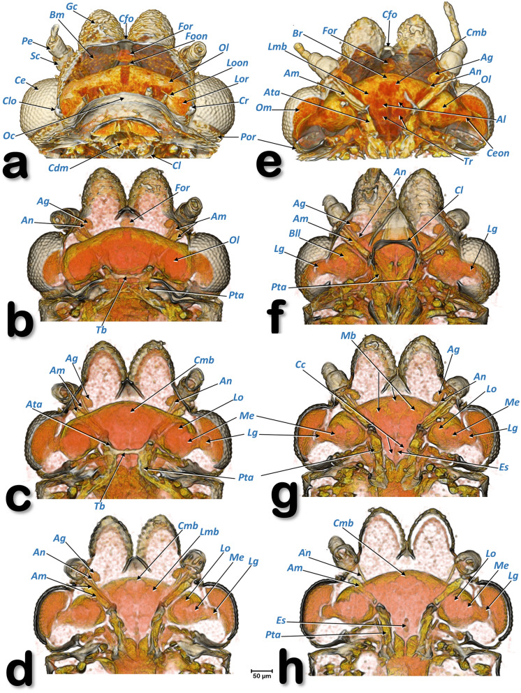 Figure 19