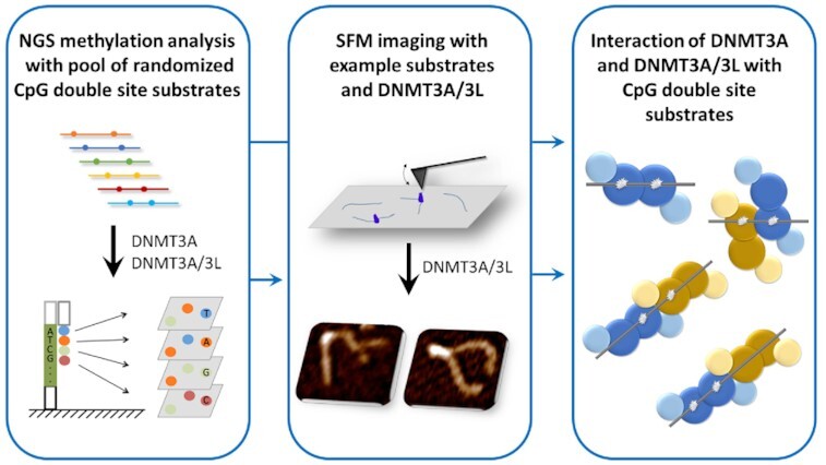 Graphical Abstract