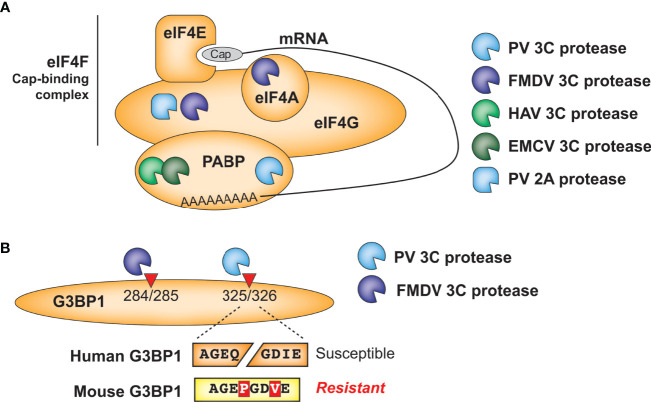 Figure 4