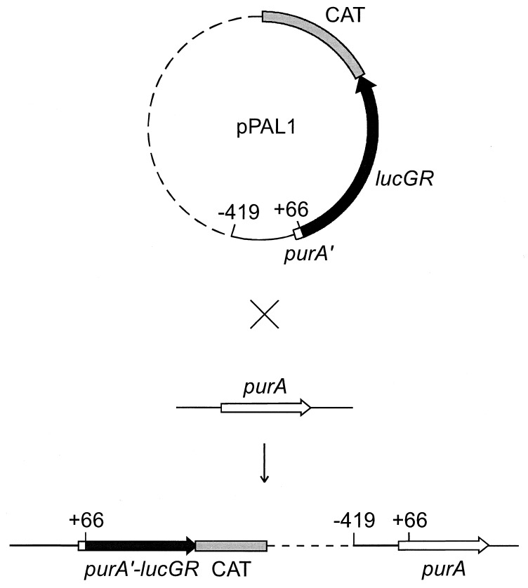 FIG. 1