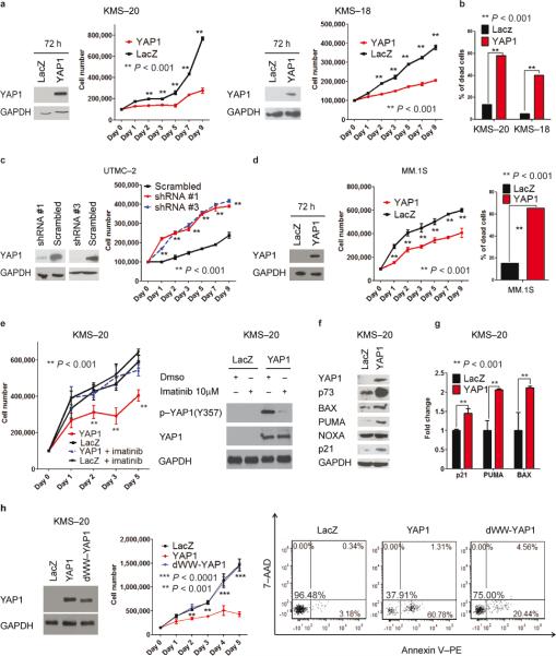 RESCUE OF HIPPO CO-ACTIVATOR YAP1 TRIGGERS DNA DAMAGE-INDUCED APOPTOSIS ...