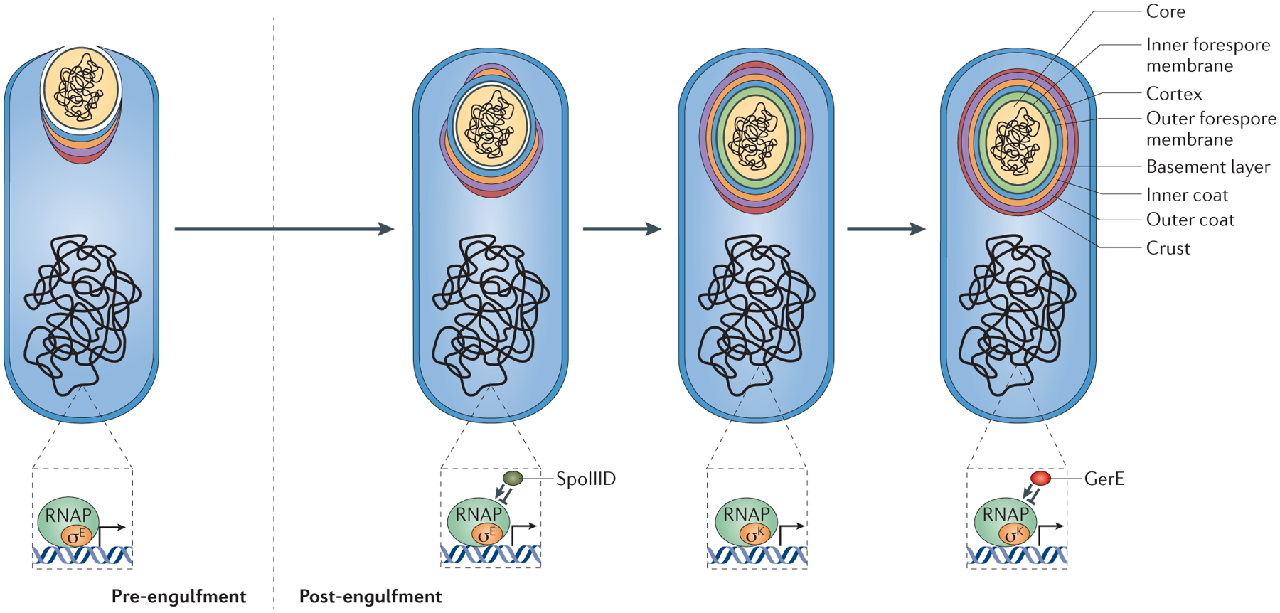 Figure 4 |