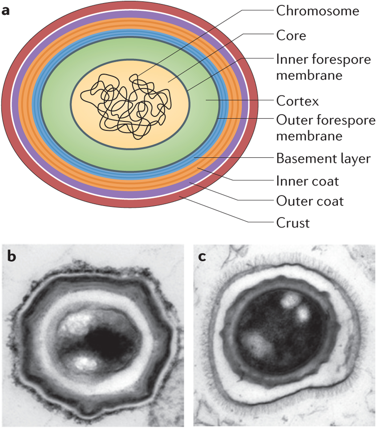 Figure 2 |