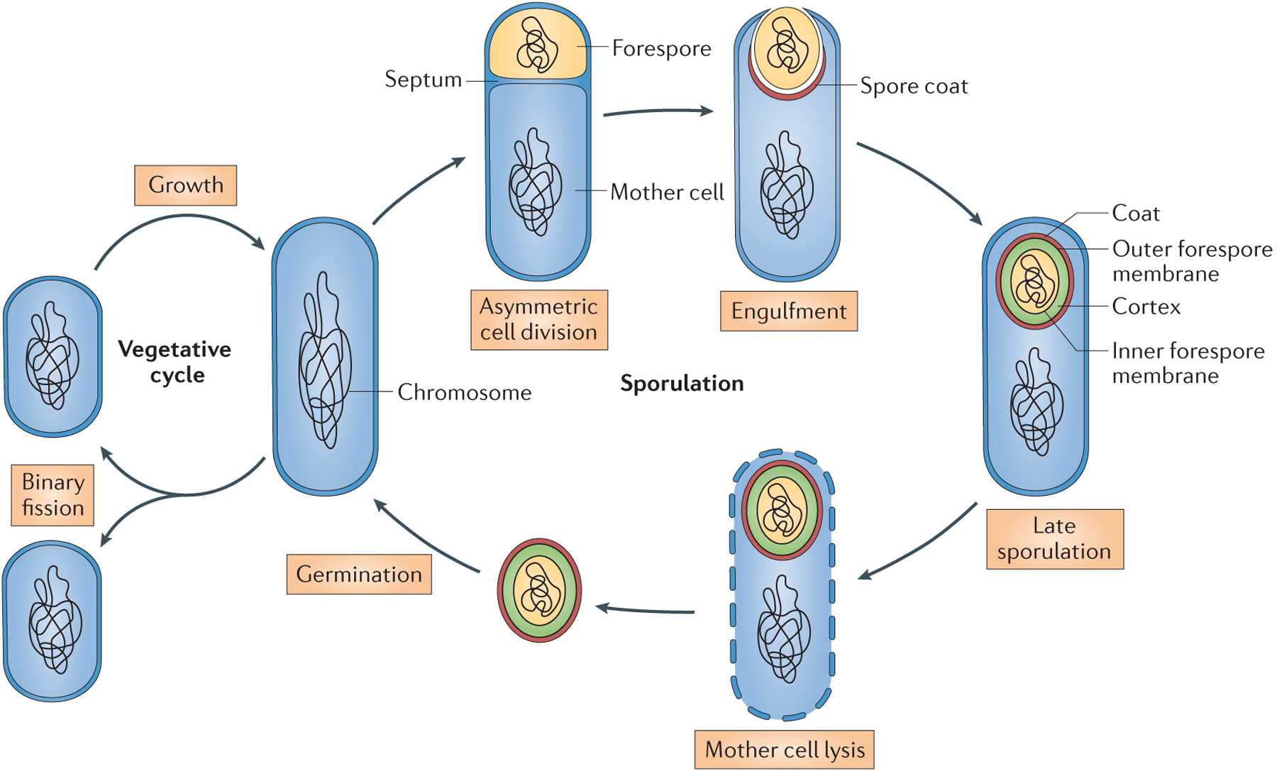 Figure 1 |