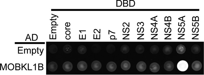 FIG 1