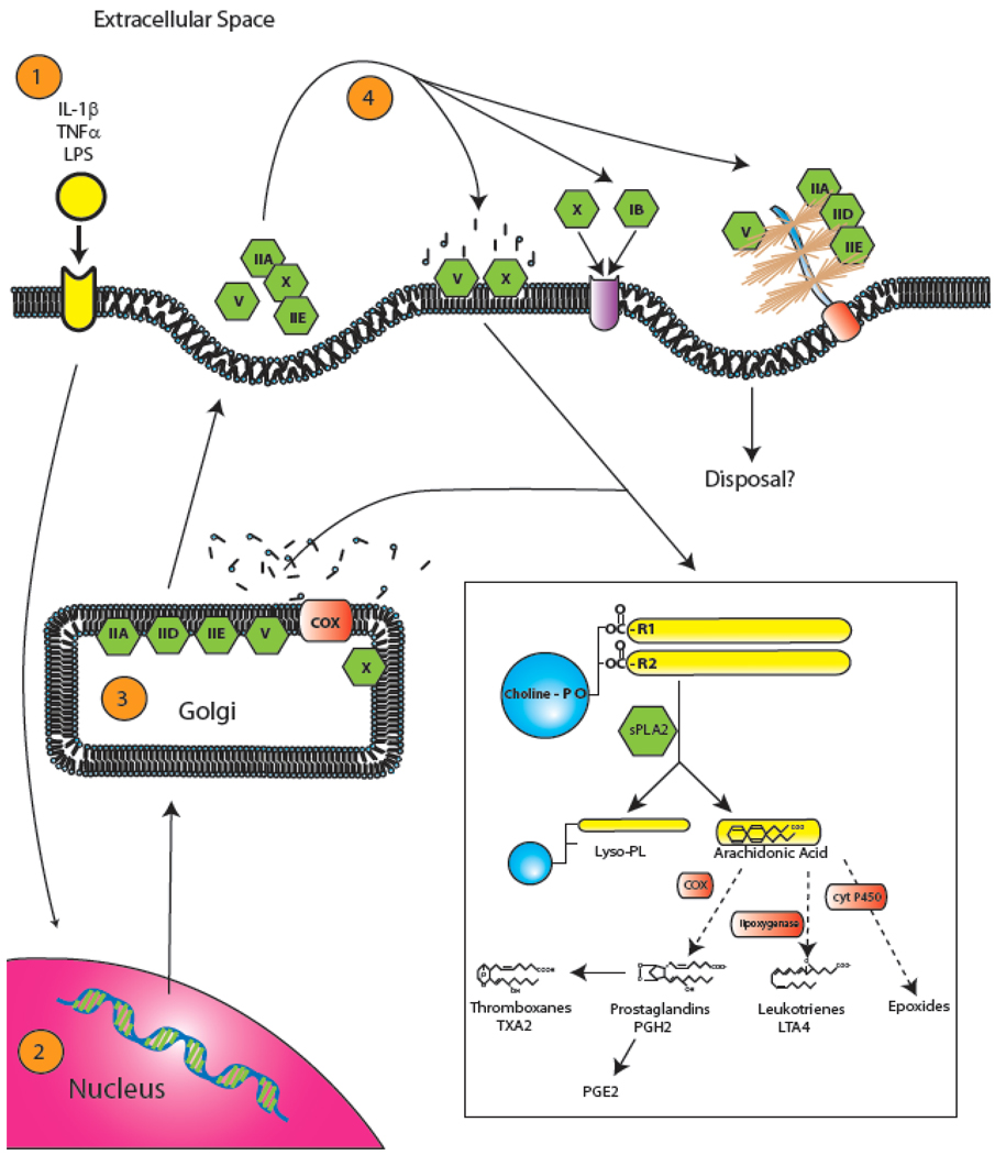 Fig. (2)