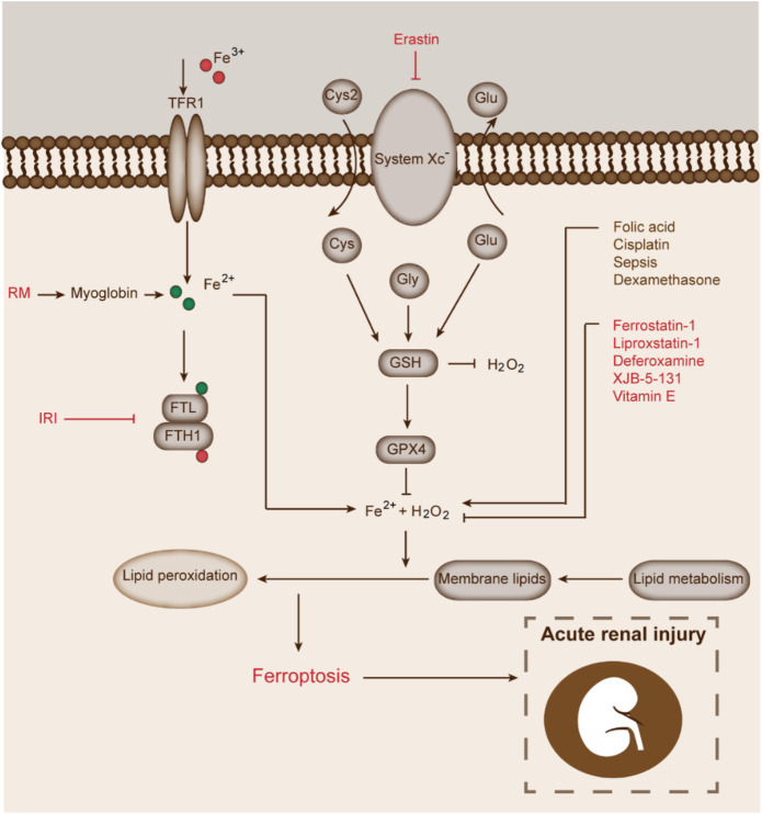 FIGURE 4