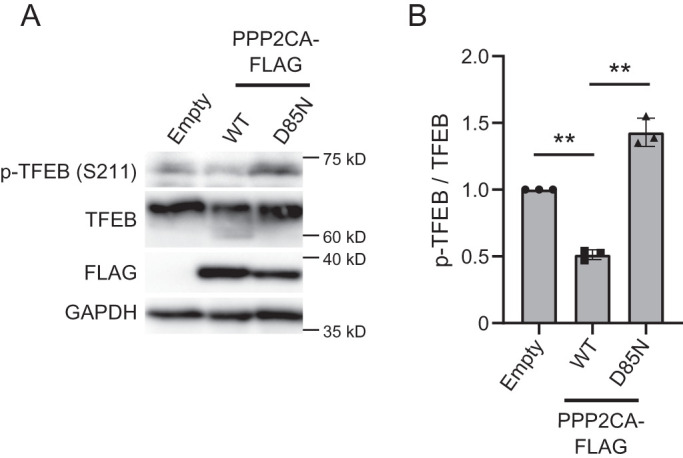 FIGURE 5: