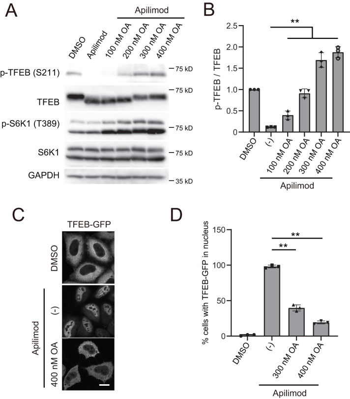 FIGURE 3: