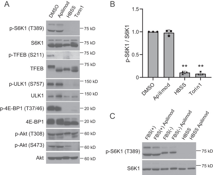 FIGURE 1: