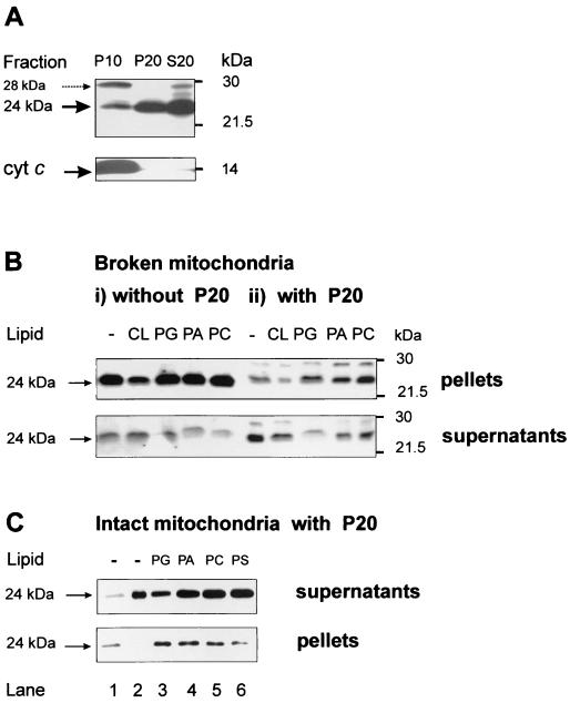 FIG. 1