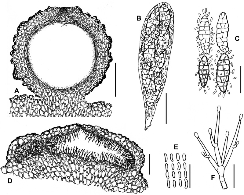 Fig. 110A–F.