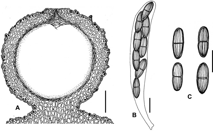 Fig. 123A–C.