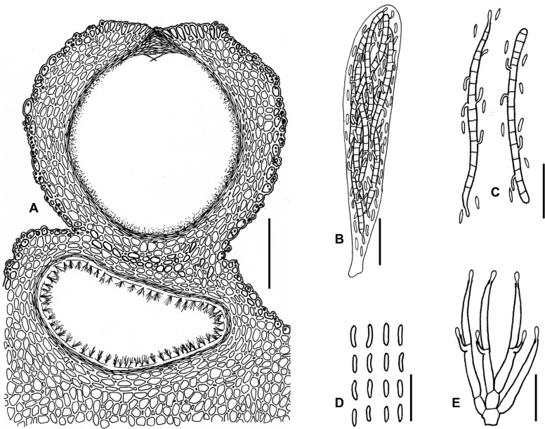 Fig. 128A–E.