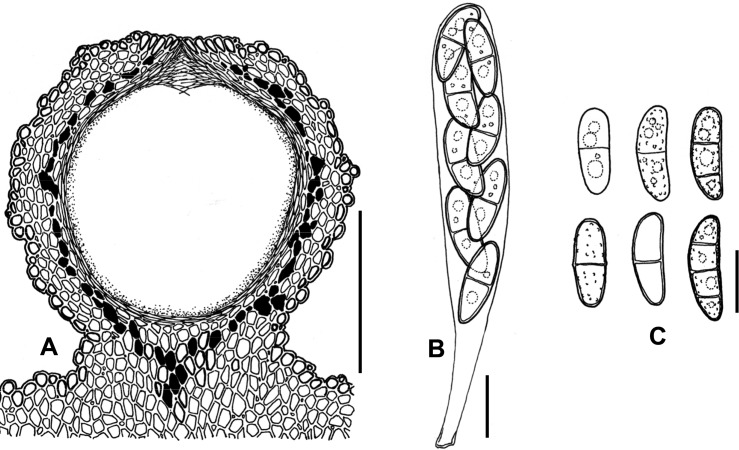 Fig. 63A–C.