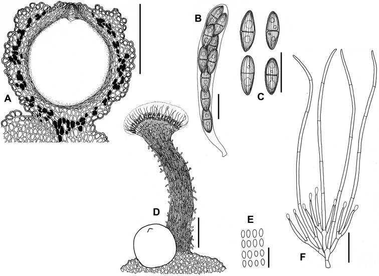 Fig. 65A–F.