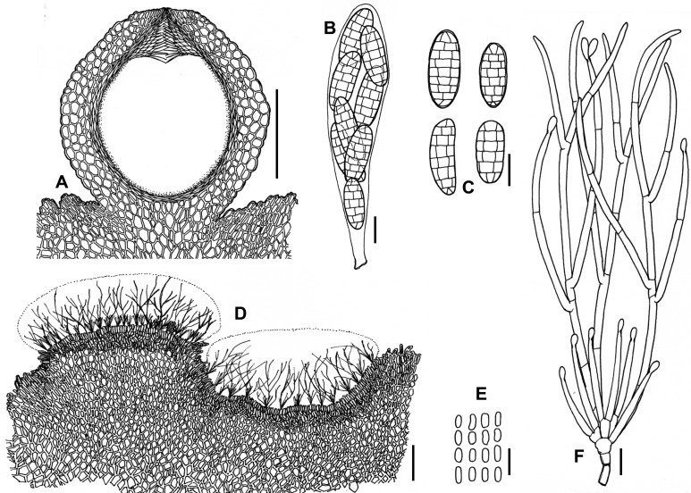 Fig. 8A–F.