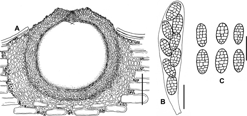 Fig. 125A–C.