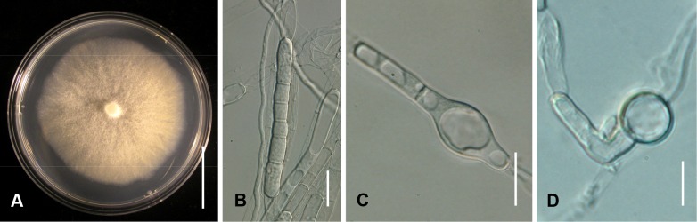 Fig. 22A–D.