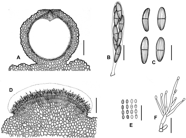 Fig. 11A–F.