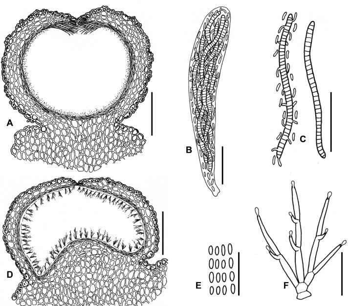 Fig. 104A–F.