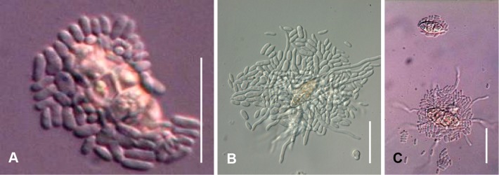 Fig. 68A–C.