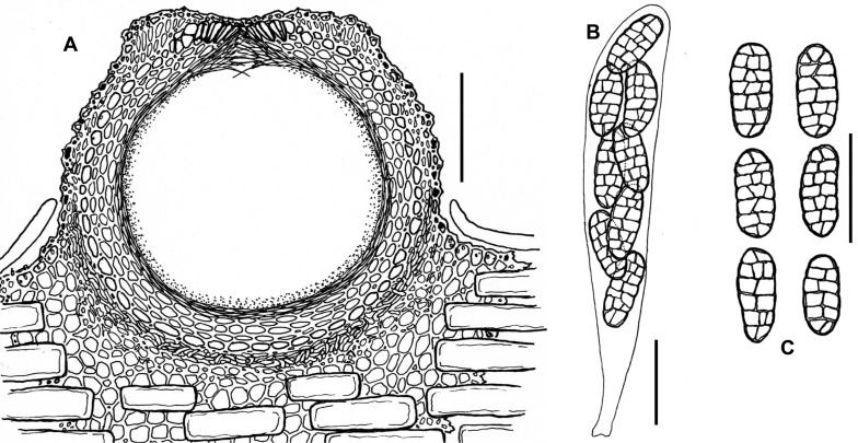 Fig. 144A–C.