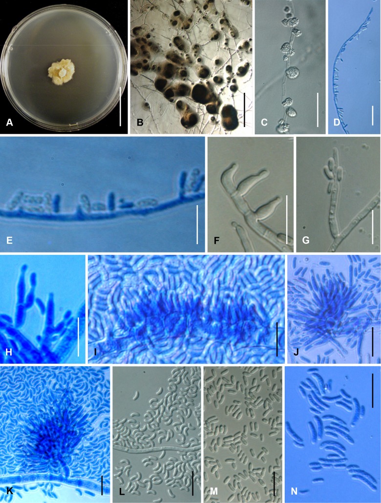 Fig. 137A–N.