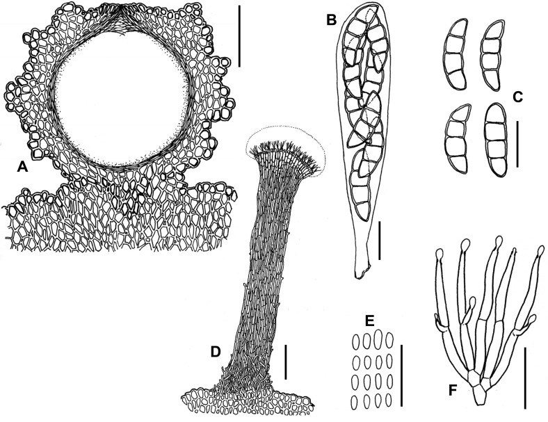 Fig. 49A–F.