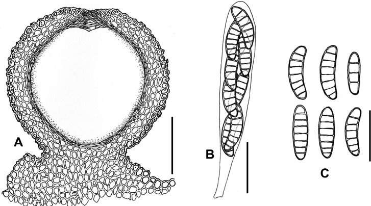 Fig. 82A–C.