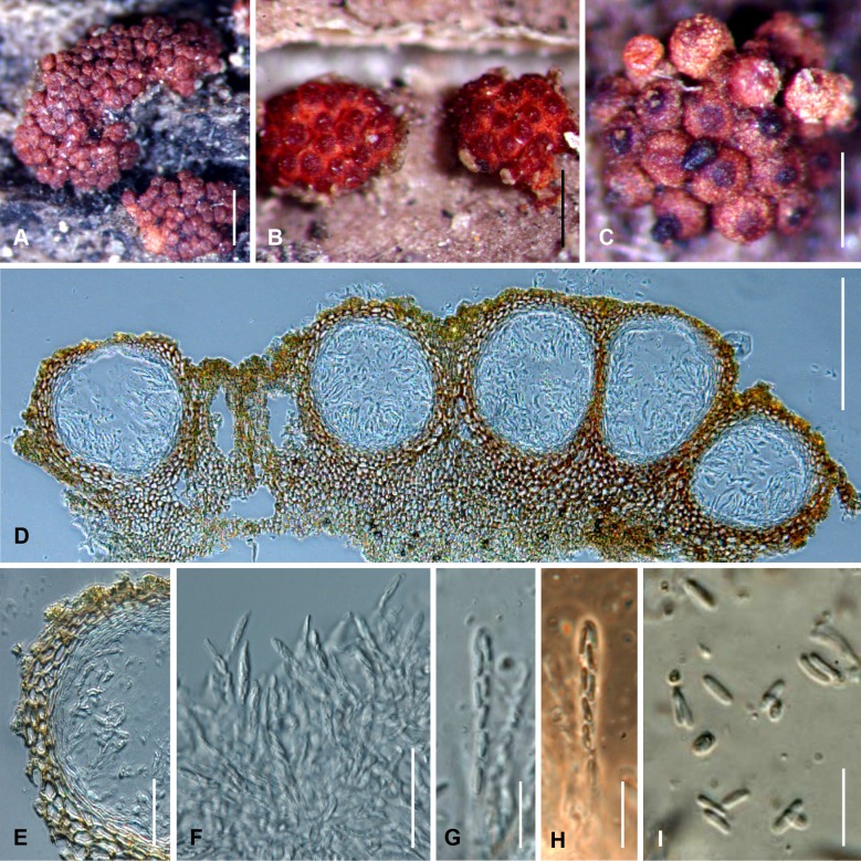 Fig. 4A–I.