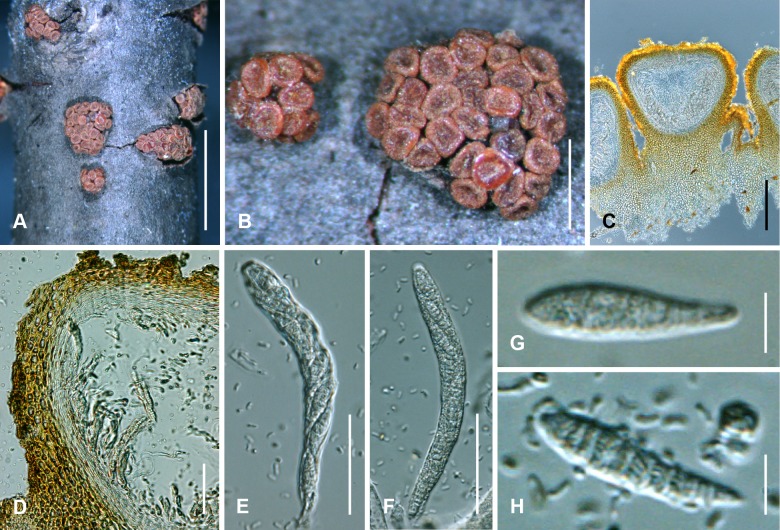 Fig. 98A–H.